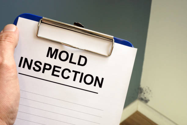 Best Attic Mold Removal  in Midway City, CA